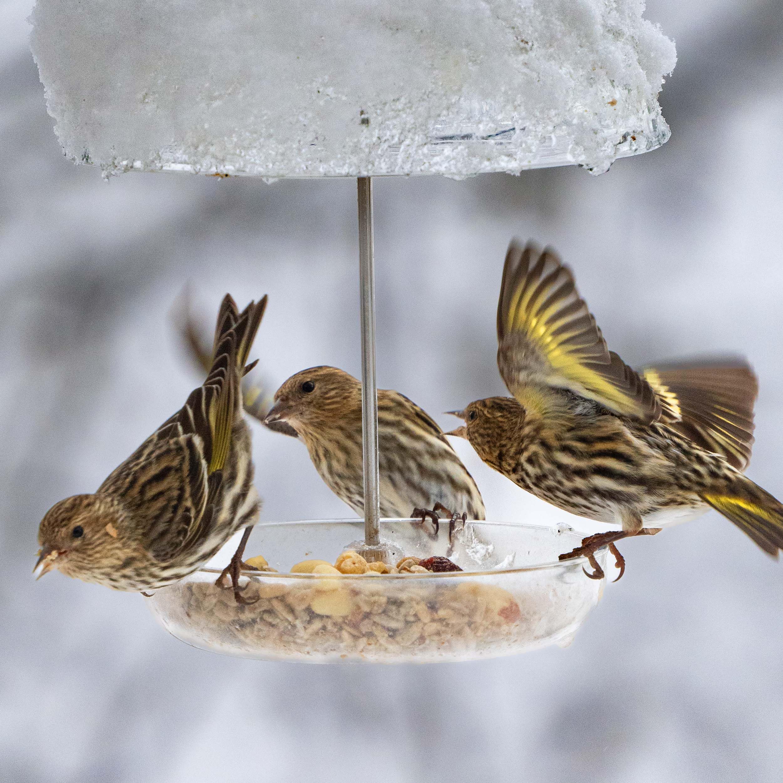 じぇにいフード Amazon.com: Bluebird Mealworm Feeder - Jacobi Jayne® Pearl Feeder